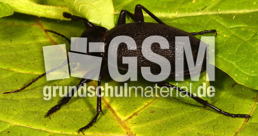 Lederlaufkäfer (2).jpg